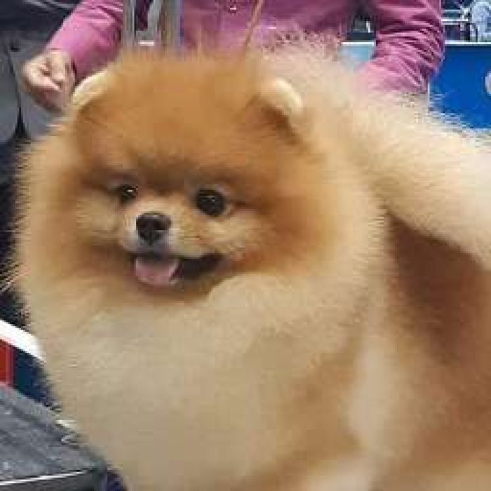 תמונות סלולרי 163